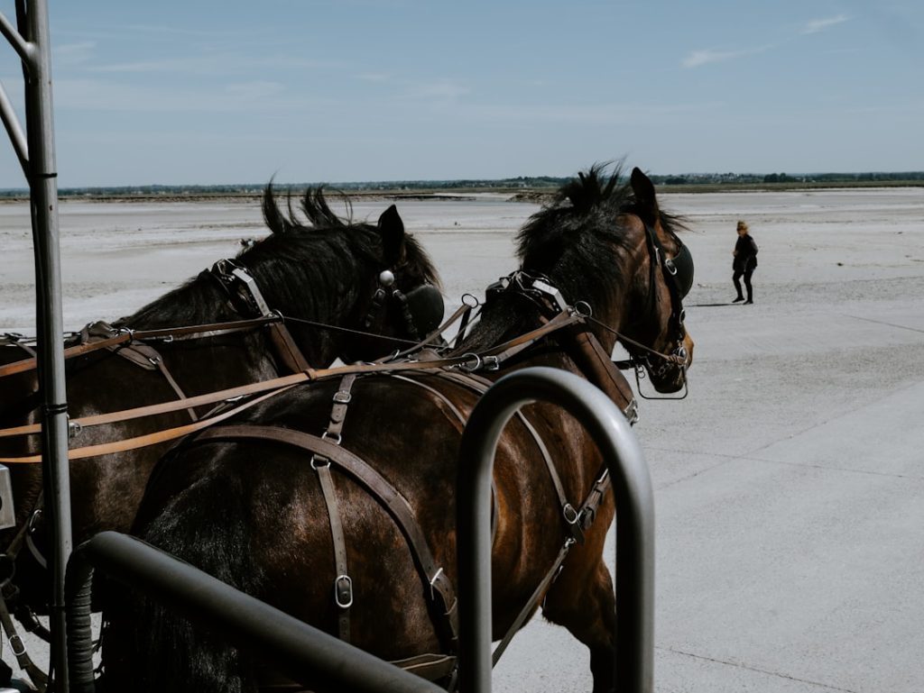 Photo Horse reins