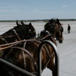 Photo Horse reins