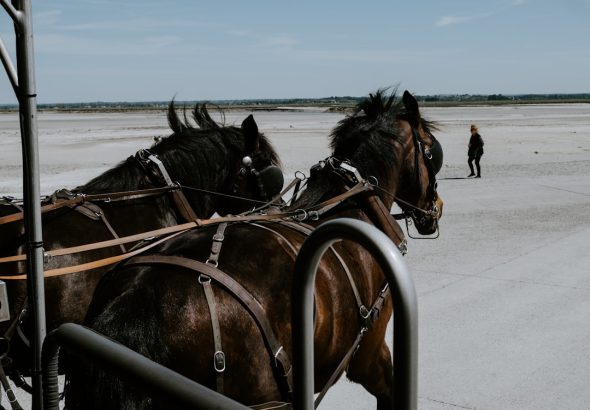 Photo Horse reins