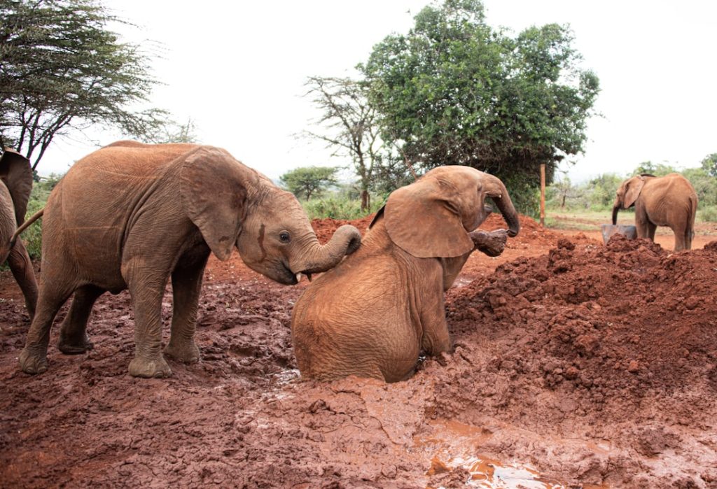 Photo Stuck in mud