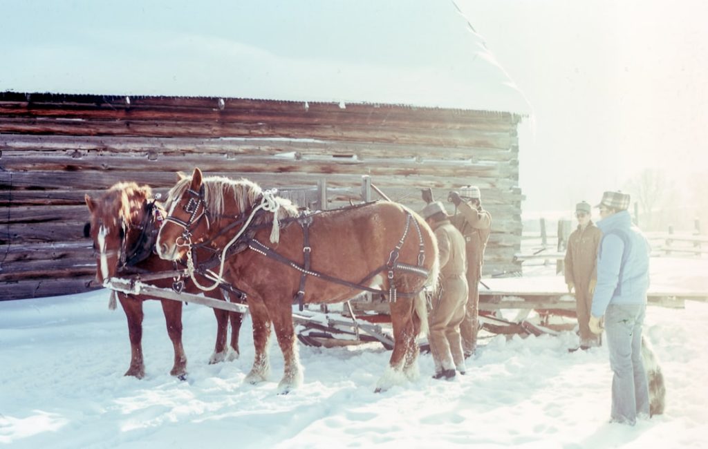 Photo Playful horses