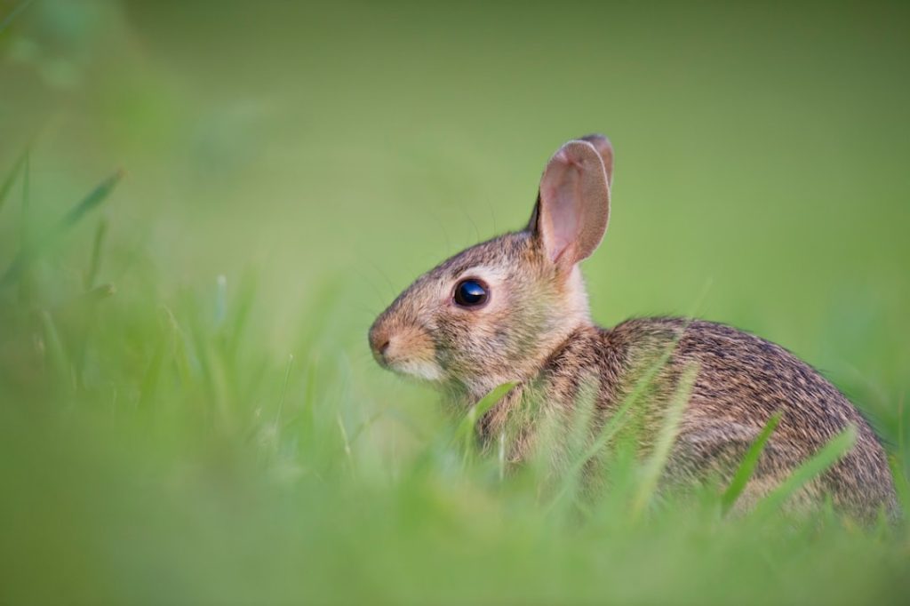 Photo Angry rabbit